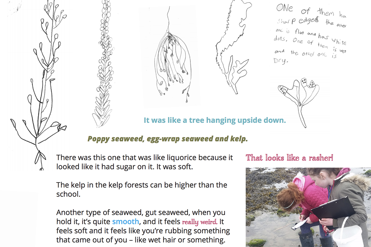 Cover of Beak like a banana - Kids Own environmental guide - drawings of seaweed